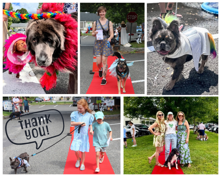 Success at 6th Annual Strut Your Mutt